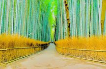 Kyoto and Nara Highlights with English speaking Driver and Guide