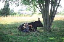 Cow Cuddles Moo Moo Bovine Therapy