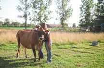 Cow Cuddles Moo Moo Bovine Therapy