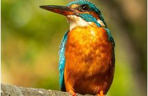 Koggala Lake Boat Safari with Malish