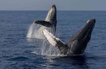 Humpback Whale Watch Tour