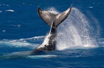 Humpback Whale Watch Tour