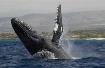 Humpback Whale Watch Tour