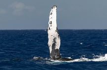 Humpback Whale Watch Tour