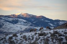 Winter in Yellowstone Wildlife Tour