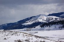 Winter in Yellowstone Wildlife Tour