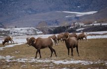 Winter in Yellowstone Wildlife Tour