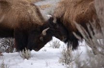 Winter in Yellowstone Wildlife Tour