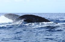 Whale Watching in Cabo San Lucas