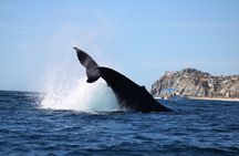 Whale Watching in Cabo San Lucas