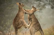 Great Ocean Road 12 Apostles Tour - Less crowd more highlights 