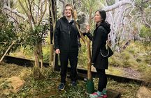 Blue Mountains Tour & Main Attractions & Suv Pick up & drop off 