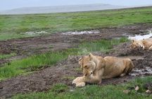 2 Days Safari Adventure in Serengeti National Park
