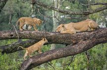 2 Days Safari Adventure in Serengeti National Park