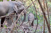 Half Day Morning Elephant Observation Tour in Chiang Mai