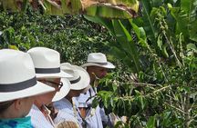 Cocora Valley Tour - Coffee Estate Tour - Salento Tour