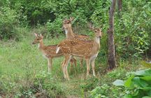 Hurulu Eco Park Safari