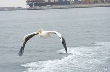 Marine Dune Day: Catamaran Cruise and Sandwich Harbor Dune Drive