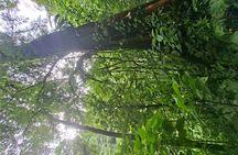 Arenal volcano "La fortuna waterfall" hike+ hot springs 