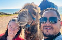 Bestseller TANGIER PRIVATE TOUR: Highlights, Camels & Old Town 