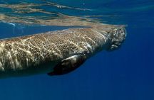 Coron Group Dugong and Turtle Watching with Lunch