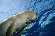 Coron Group Dugong and Turtle Watching with Lunch
