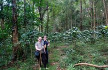Chiang Mai Jungle Coffee Experience: Farm Trek, Roast & Brew.