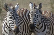 Maasai Market Nairobi 4WD Tour Experience