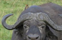 Maasai Market Nairobi 4WD Tour Experience