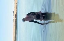 Fayoum oasis, whale valley, magic lake 10% to stray dogs &cats