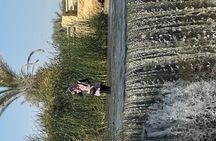 Fayoum oasis, whale valley, magic lake 10% to stray dogs &cats