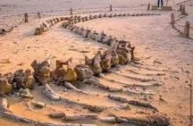 Private tour Fayoum oasis, whale valley, 10% to stray animals