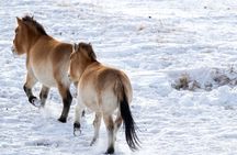 Private Day Tour in Hustai Nuruu National Park