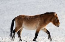 Winter Mongolia Private Day Tour in Hustai Nuruu National Park