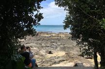 Volcanoes, Coasts, and Secret Spots Afternoon Tour in Auckland