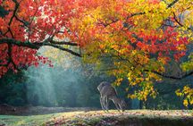 Todaiji Temple Nara Park and Naramachi Alley Walk
