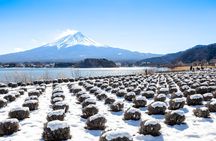 Mt. Fuji View with Fujiten Snow Fun & Oishi Park Tour from Tokyo