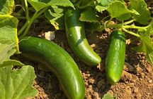 Etrim Village Turkish Cooking and Farm Experience