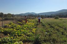 Etrim Village Turkish Cooking and Farm Experience