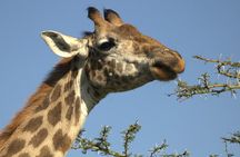  Hells Gate with Hiking Biking Climbing and Camping in Kenya