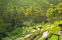 Bali: Ubud Rice terrace, water temple, and waterfall Tour