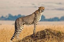  2 Day Safari Serval Wildlife Sanctuary & Tarangire National Park