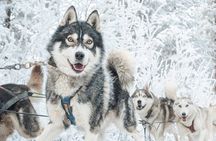 Experience Husky Safari from Rovaniemi 