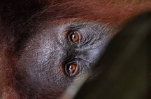 3 Days 2 Nights Ethical Jungle Trekking