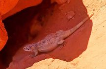 From Las Vegas Valley of Fire Full Day Guided Tour with Lunch