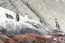 Zapallar and Papudo Tour with Penguins and Horseback Riding