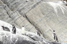 Zapallar and Papudo Tour with Penguins and Horseback Riding