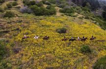Papudo Tour with Horseback Riding and Penguins