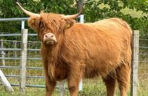 The Essential Highland Tour from Inverness or Port of Invergordon