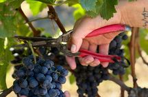 Wine Tour in Colonia del Sacramento History and Tastings